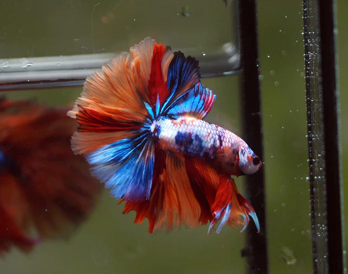 KOI/NEMO/CANDY FANCY HALFMOON MALE