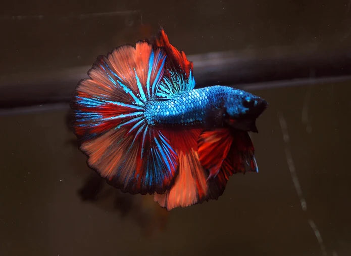 KOI/NEMO/CANDY FANCY HALFMOON MALE