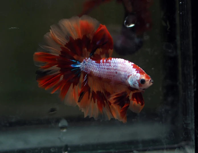 KOI/NEMO/CANDY FANCY HALFMOON MALE