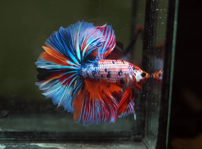 KOI/NEMO/CANDY FANCY HALFMOON MALE