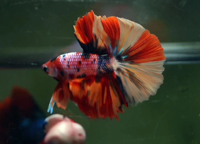 KOI/NEMO/CANDY FANCY HALFMOON MALE