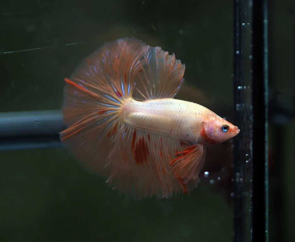 ARMAGGEDON SKYHAWK OVER HALFMOON ROSETAIL MALE