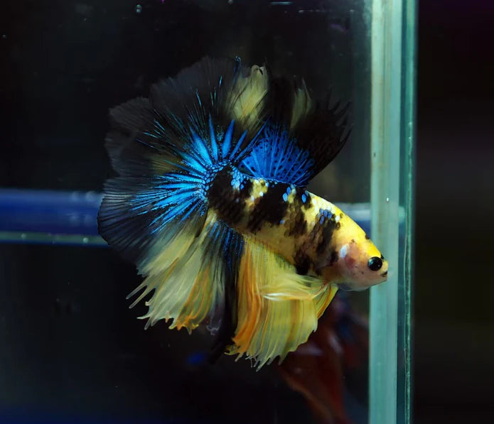 YELLOW KOI AND YELLOW FANCY MARBLE OVER HALFMOON MALE