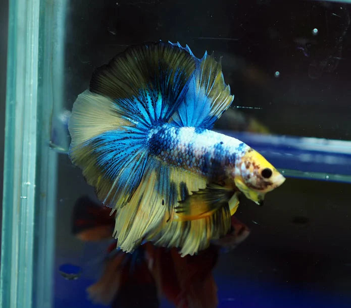 YELLOW KOI AND YELLOW FANCY MARBLE OVER HALFMOON MALE