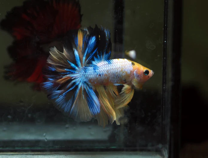 YELLOW KOI AND YELLOW FANCY MARBLE OVER HALFMOON MALE