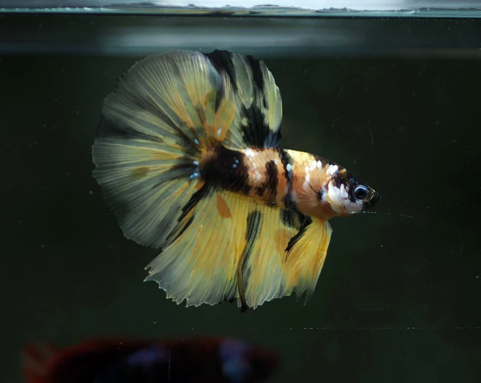 YELLOW KOI AND YELLOW FANCY MARBLE OVER HALFMOON MALE