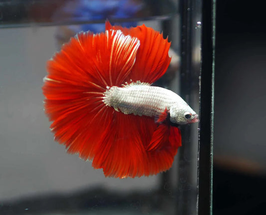 DRAGON MIX MOHAWK HALFMOON ROSETAIL MALE