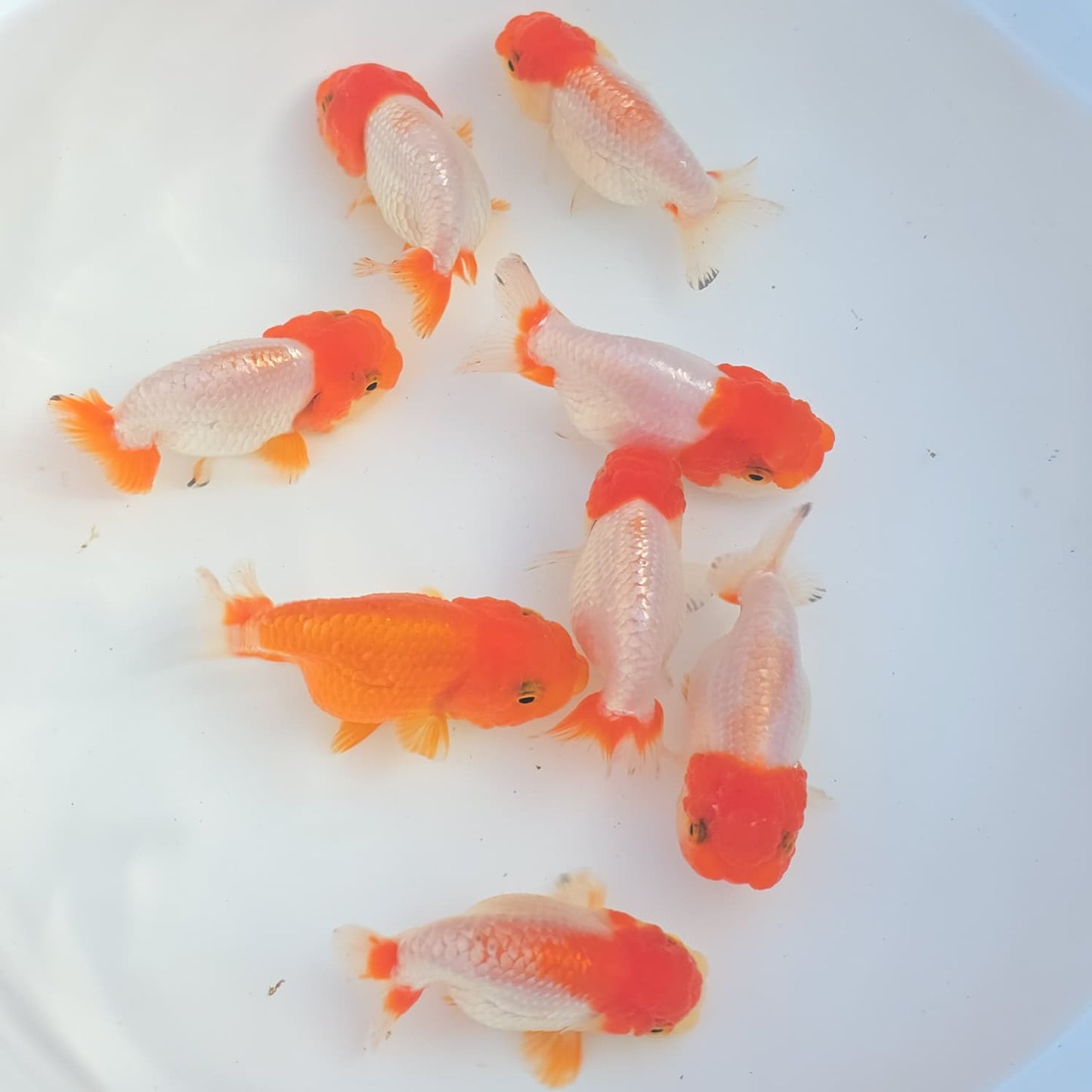 Red and Red & White Ranchu Lionhead/Dragonhead Juvenile