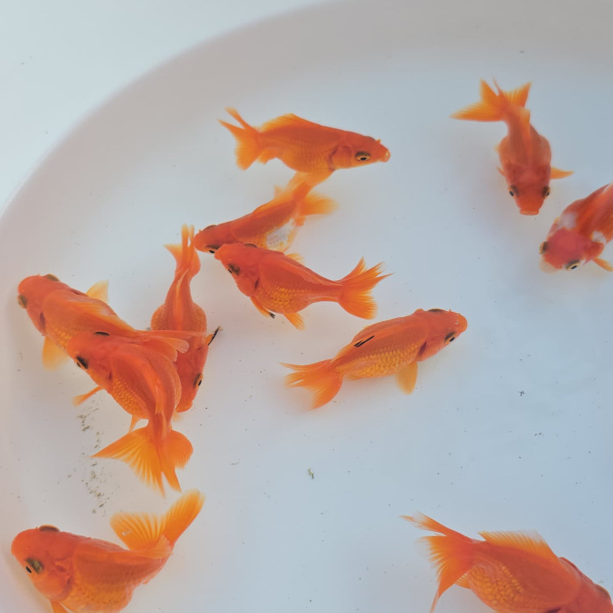 Mixed Oranda Juvenile (Copy)