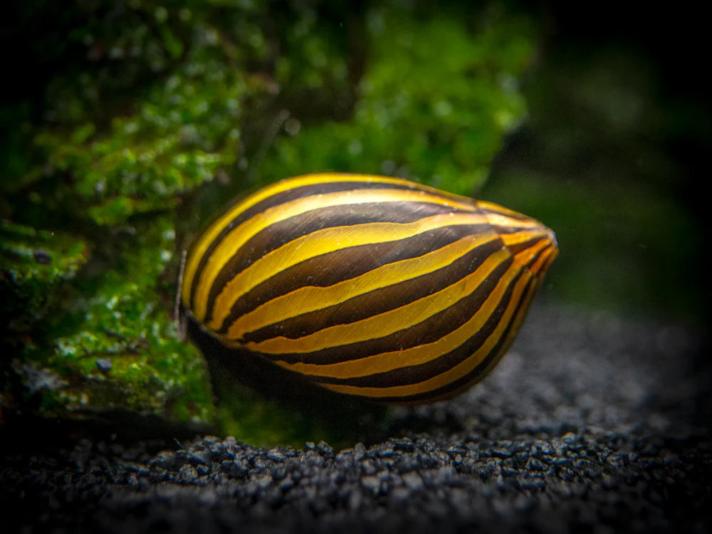 Assorted Nerite Snail