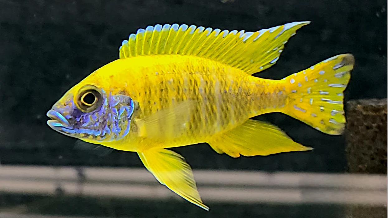 2.5" YELLOW PEACOCK/SUNSHINE (AULONOCARA BAENSCHI)