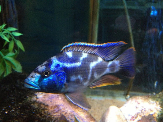 3" LIVINGSTONI CICHLID (NIMBOCHROMIS LIVINGSTONII)