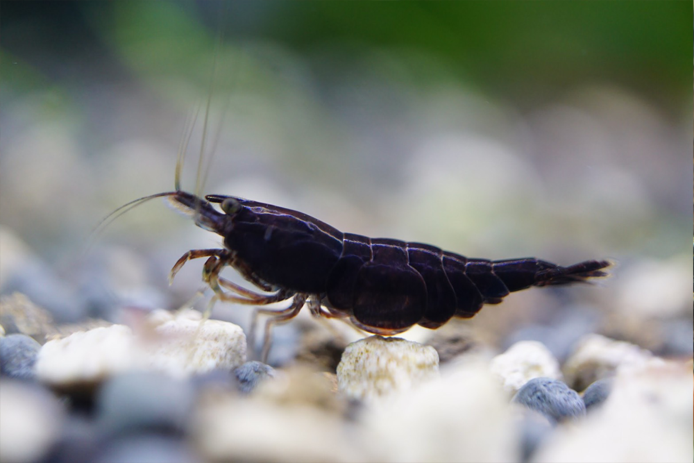 Breeder pack Neocaridina color of your choice