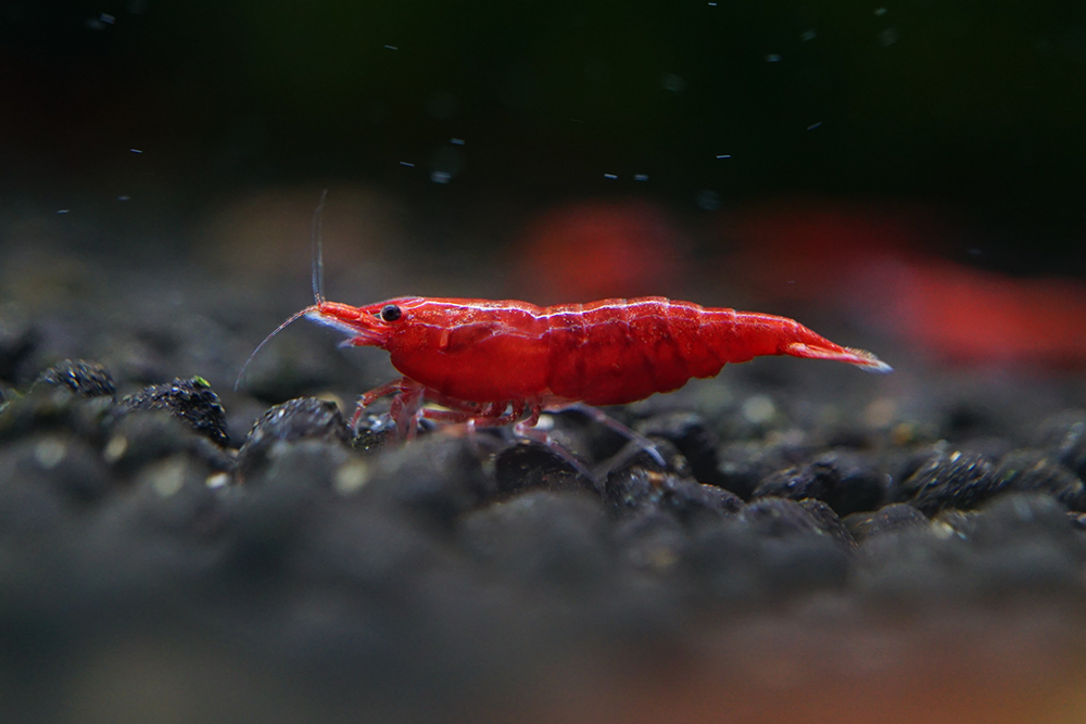 Breeder pack Neocaridina color of your choice