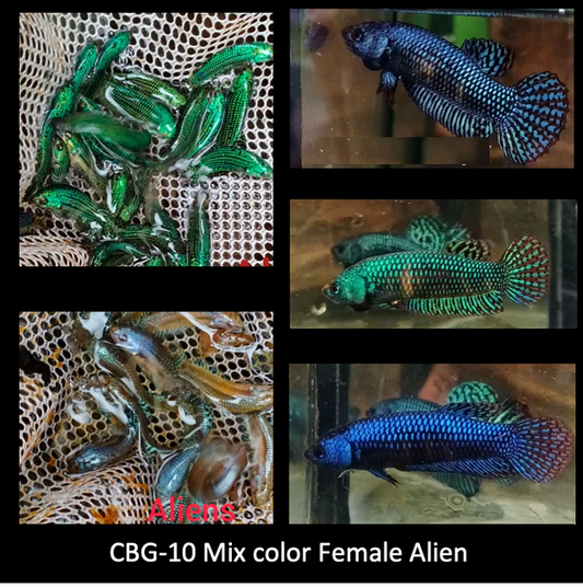 ALIEN FEMALE MIX HYBRID BLUE, GREEN, GRAY, TURQUOISE