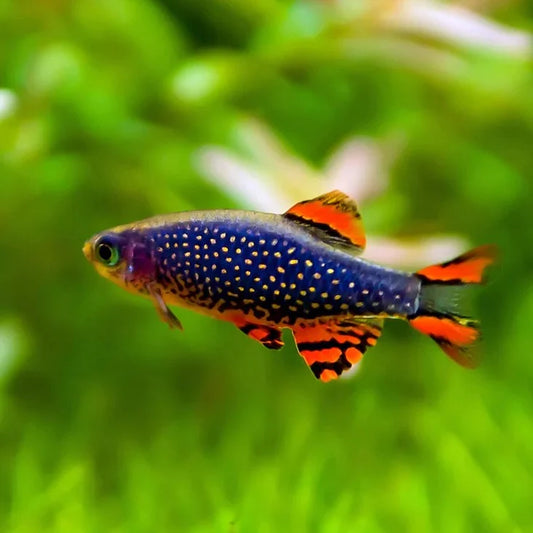 Galaxy Rasbora (Celestial Pearl Danio)