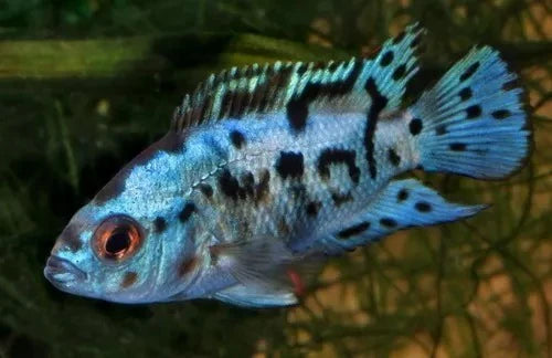 ELECTRIC BLUE JACK DEMPSEY AMERICAN CICHLID(CICHLASOMA OCTOASCIATUM)