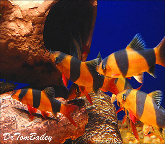 CLOWN LOACH (CHROMOBOTIA MACRACANTHUS) 1.75-2.00 INCH