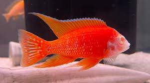 ALBINO SUPER RED PEACOCK 3"