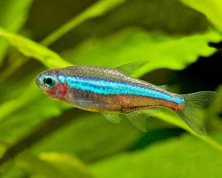 Green Neon Tetra