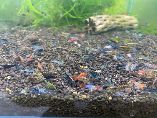Skittles