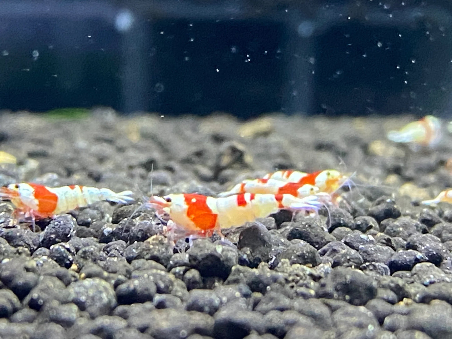 Crystal Red