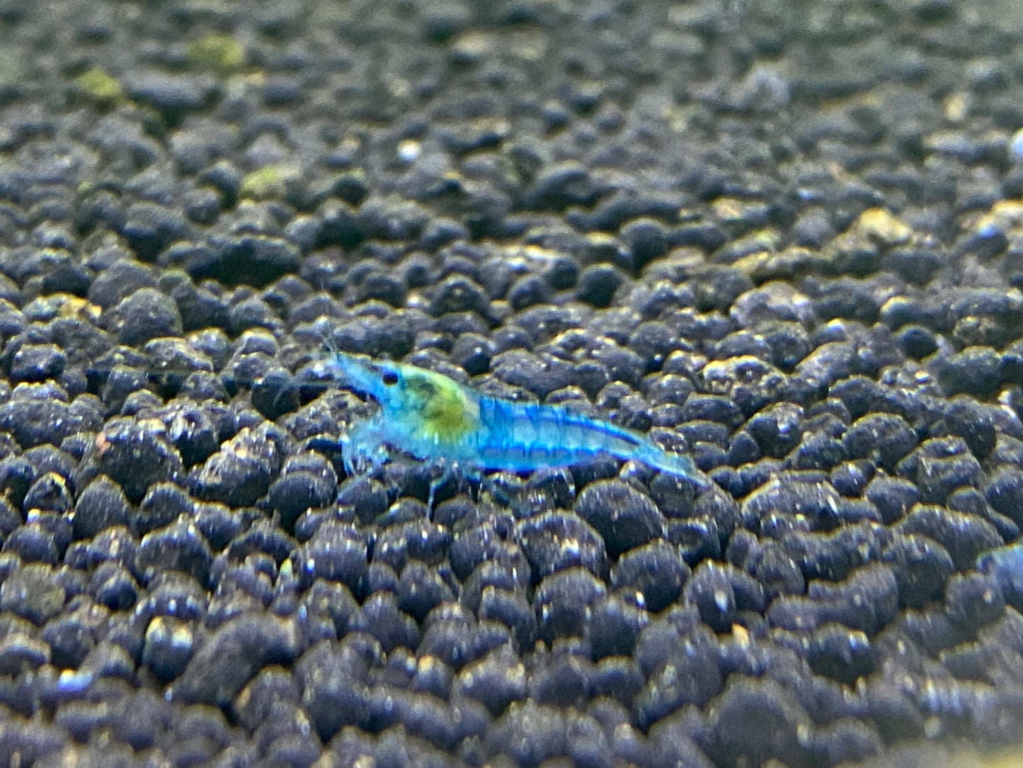 Blue Velvet/ Blue Aura