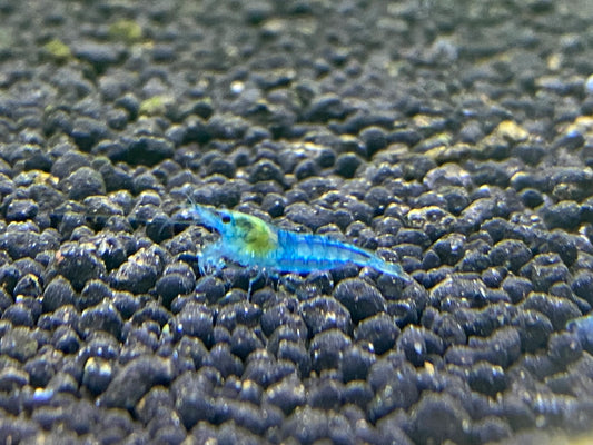 Blue Velvet/ Blue Aura