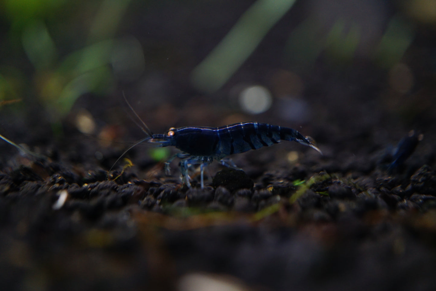 Orange Eye Royal Blue Tiger PACK OF 5+1 DOA PREORDER