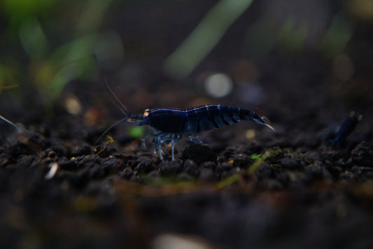 Orange Eye Royal Blue Tiger PACK OF 5+1 DOA PREORDER
