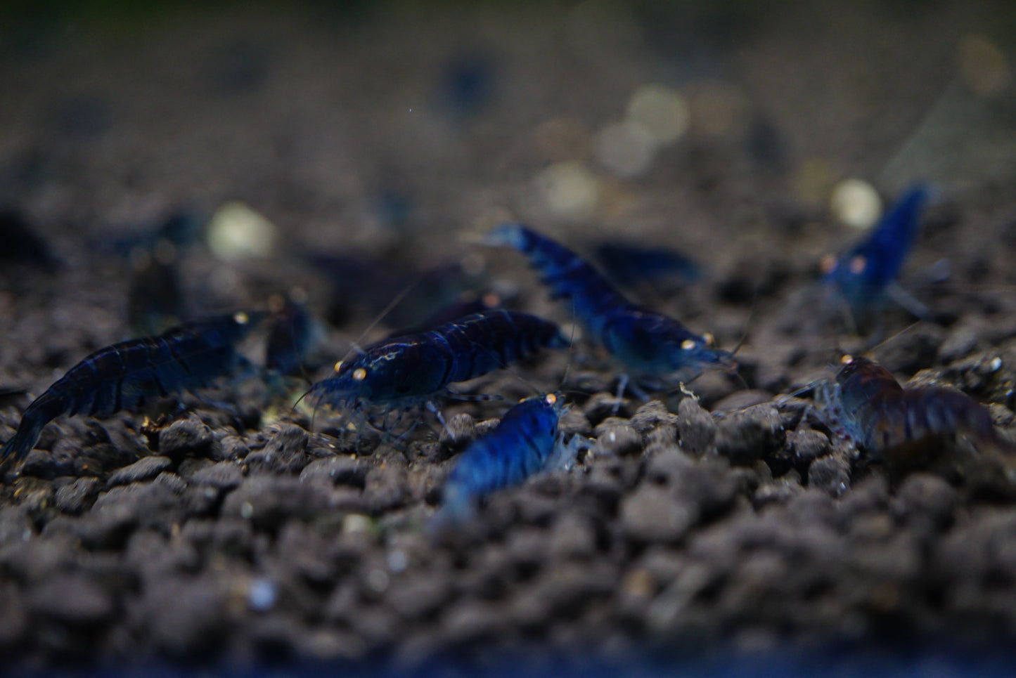 Orange Eye Royal Blue Tiger PACK OF 5+1 DOA PREORDER