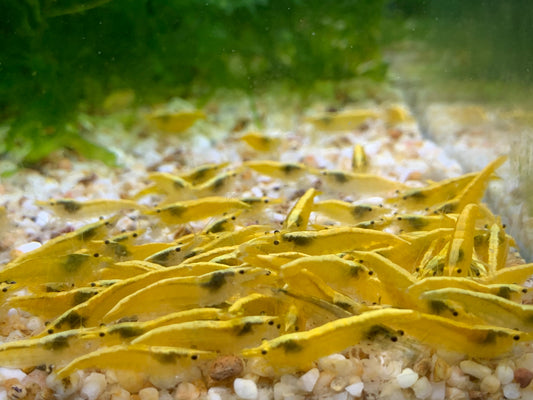 Yellow Back / Ultra Gold Shrimp (PACK OF 5+1 DOA)