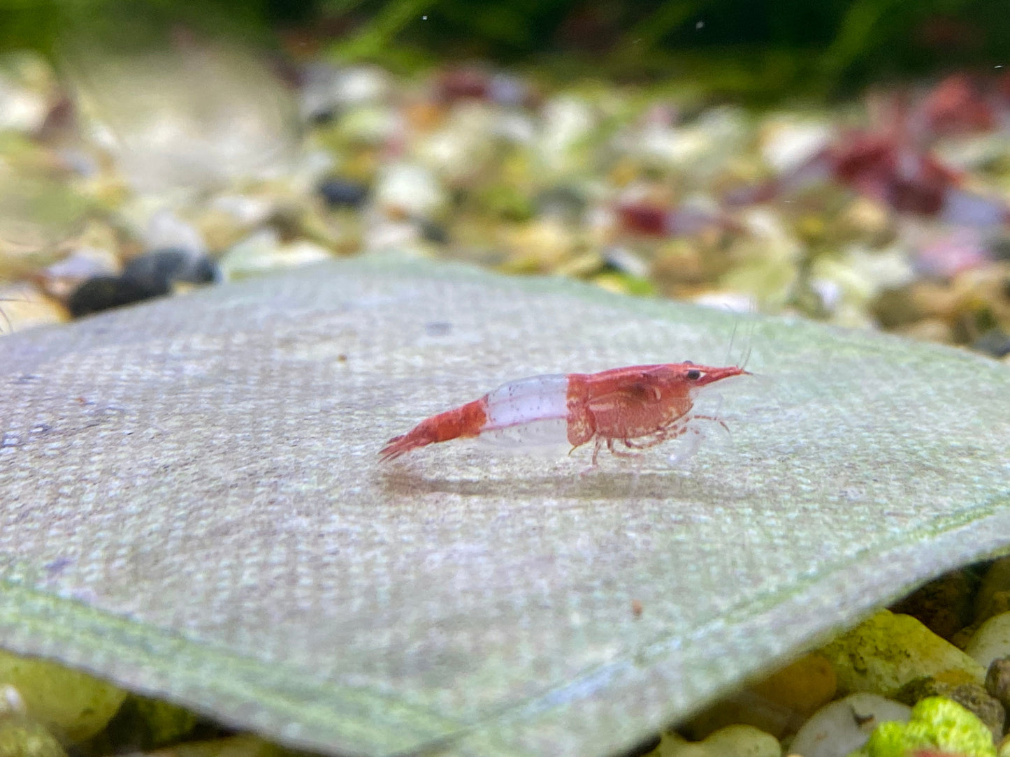 Breeder pack Neocaridina color of your choice