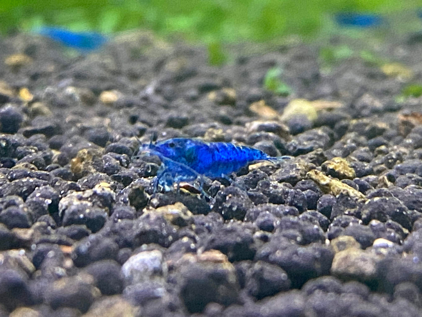 Breeder pack Neocaridina color of your choice