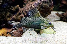 FEATHERFIN SYNODONTIS (SYNODONTIS EUPTERA) SMALL