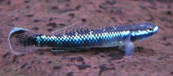 Blue Neon Goby