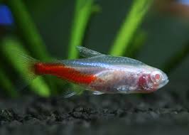 Albino Neon Tetra