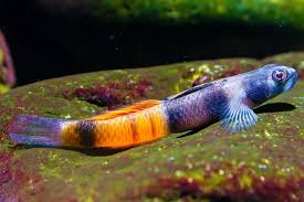 Red Papua Goby