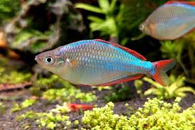 Dwarf Neon Rainbowfish