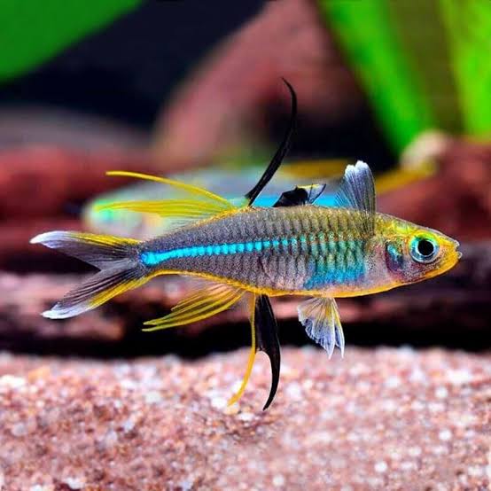 Celebes Rainbowfish