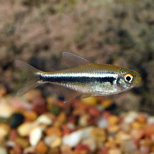 Black Neon Tetra