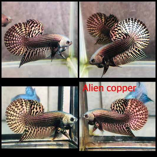 COPPER ALIEN MALE