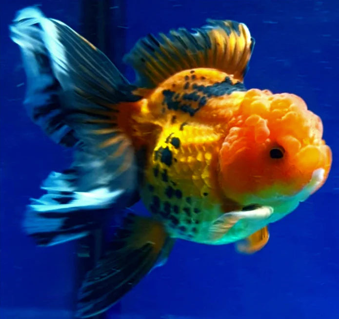 APACHE THAI ORANDA