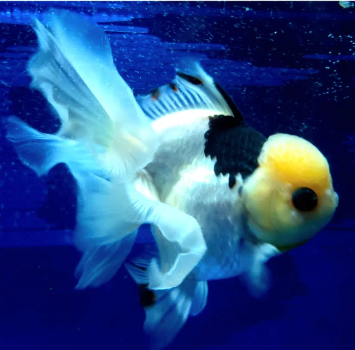 PANDA THAI ORANDA