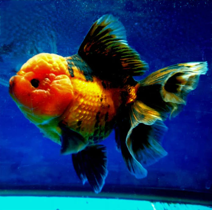 APACHE THAI ORANDA