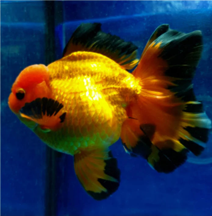 APACHE THAI ORANDA