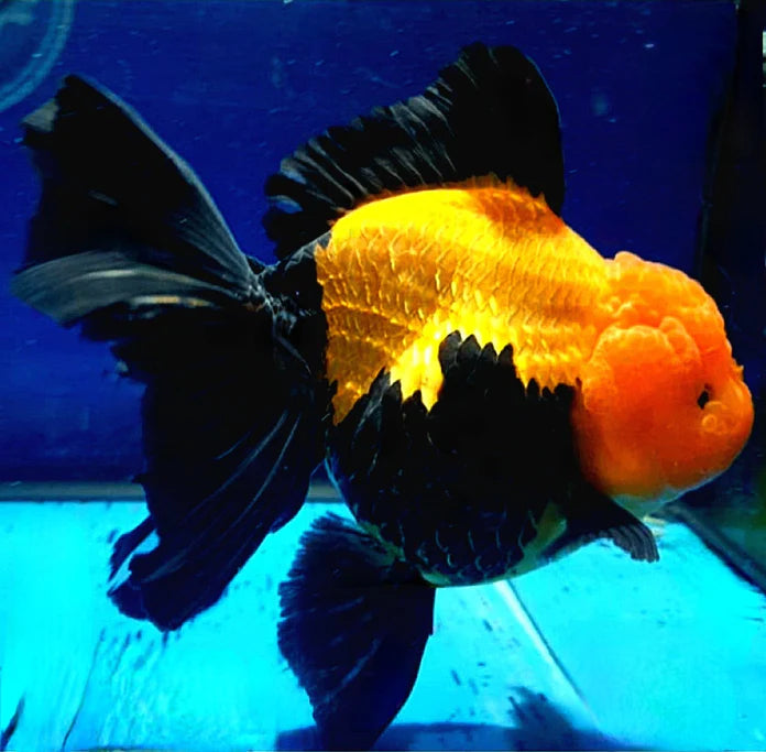 APACHE THAI ORANDA GOLFISH – SD Tropicals