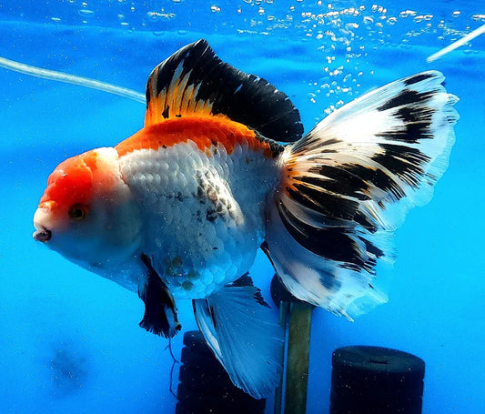 SPECIAL TRI COLOR THAI ORANDA