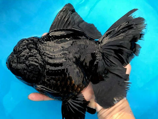 SUPER BLACK/JET BLACK MIX THAI ORANDA