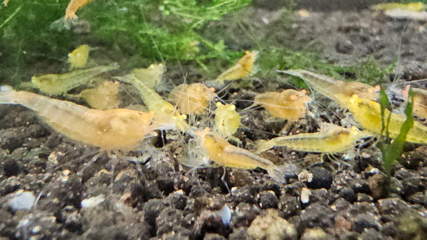 Orange Eye Yellow King Kong